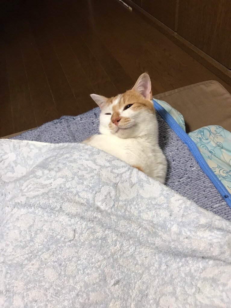 メル ♂ 1歳。元保護猫でお客さんが来ると猛ダッシュで逃げてしまうけど、家族には甘えんぼちゃんです。