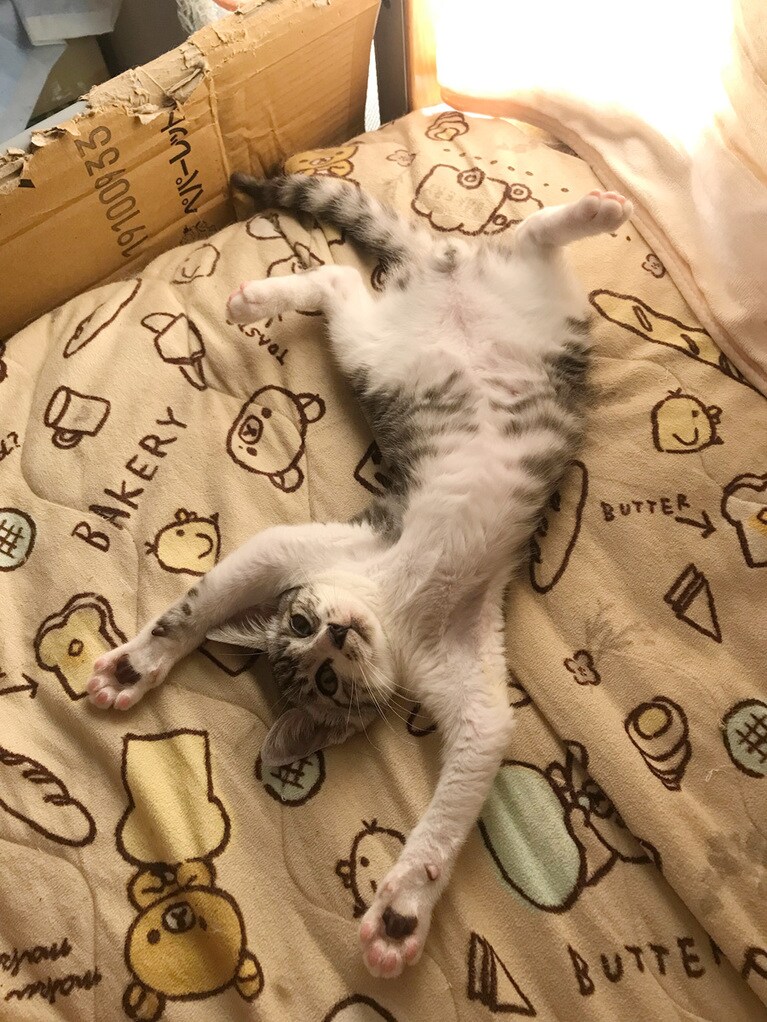 パフェ ♂ 0歳。もうお手上げでちゅ〜。