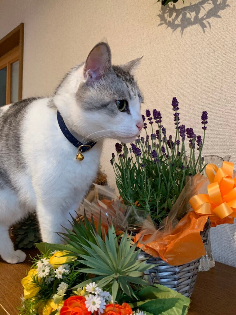ソフィ ♂ 11歳。玄関に飾ってあるお花がいい匂いだったから、シューズクローゼットの上に上がって調査中。でもこのあと、上がっちゃダメとお母さんに怒られます。。でも、たまに僕も置物のように花と並んでますにゃん。