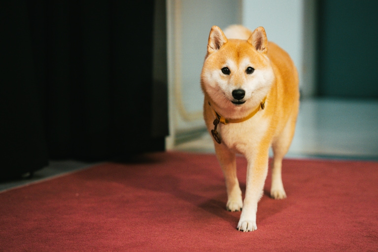 主人公・相楽の愛犬・福助を演じた「のこ」。