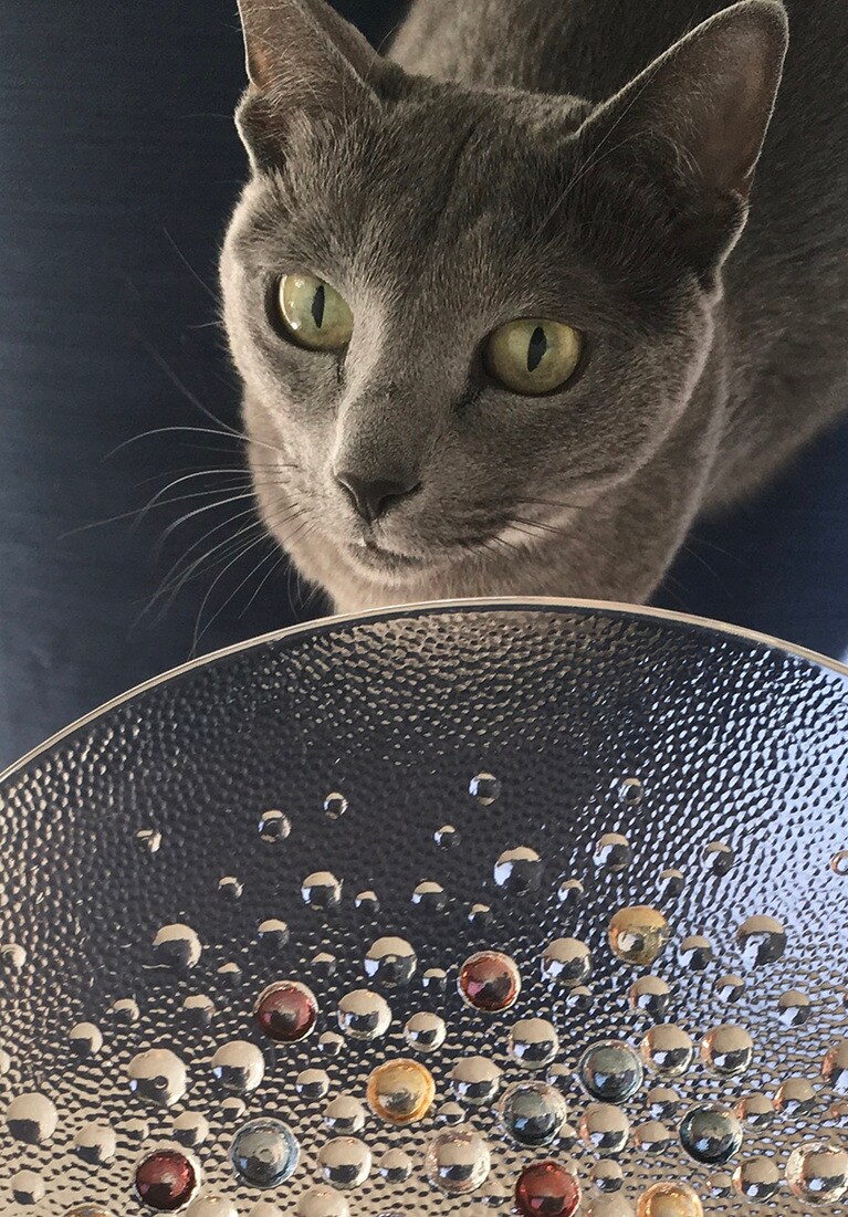 美音 ♂ 6歳。ちょっとおすましでモデル風に♫