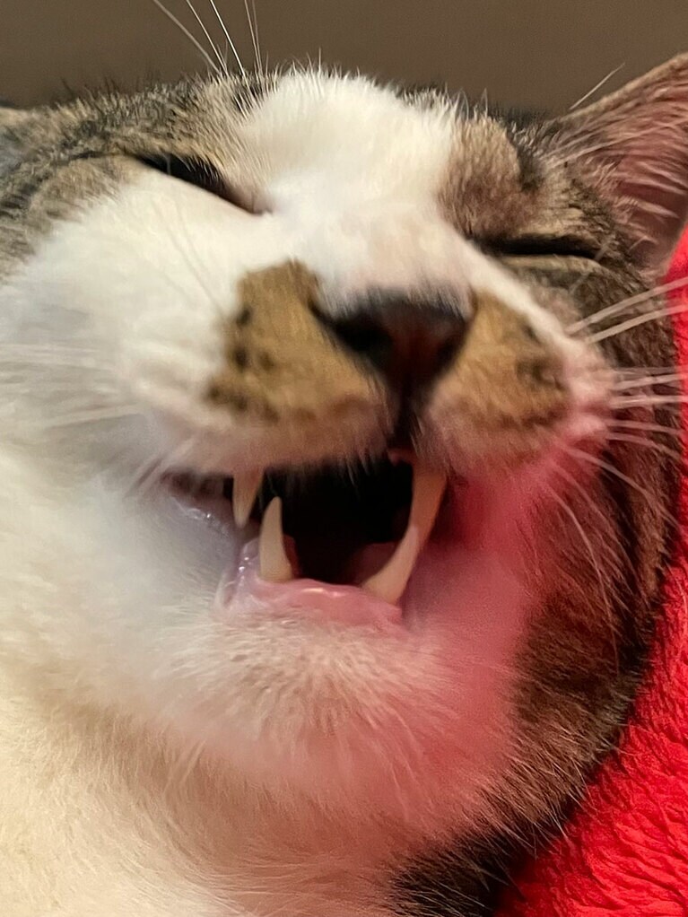 論（ロン） ♂ 5歳。多頭飼育放棄で我が家にやってきて早４年目、食べることが大好きな保護猫くんです。ちょっと眠ったのかと思いきや、急に小声で『ウウン、ニャアー。。。』と寝言でこの顔笑笑。何か食べたかったものを横取りでもされたのか？ で、カシャっと撮ってみました！（jakson.2さん）