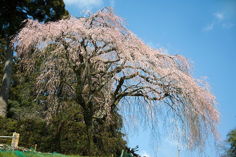 中越家のしだれ桜／高知県