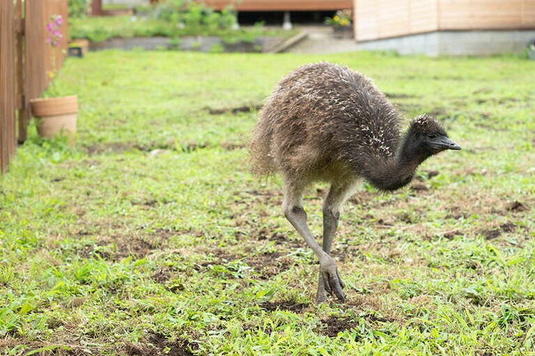 エミュー。