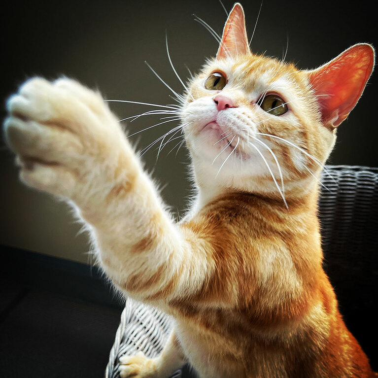 もも ♂ 7歳。「ゴロゴロ声が大きくてエアーふみふみが大好きです」（飼い主さんより）。