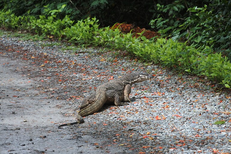 島に暮らす動物たちは大切に守られているせいか、人を恐れていないようです。小道の横断も慌てることなく、ゆっくり。