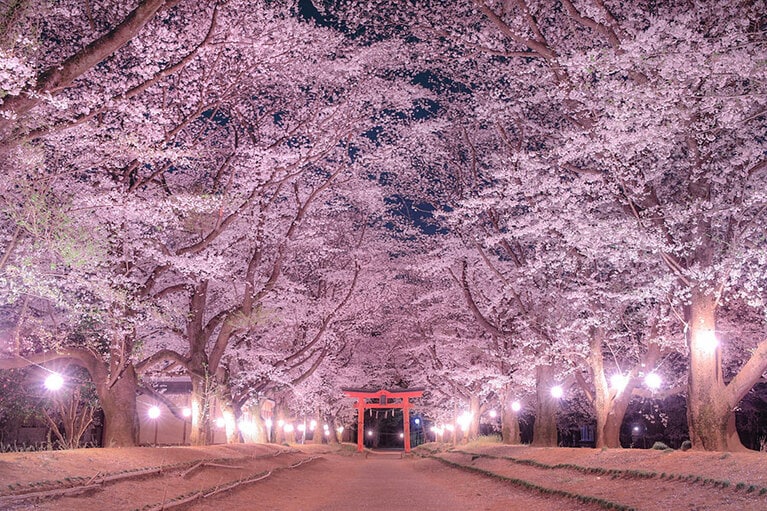 【茨城県】東蕗田天満社 桜の参道。