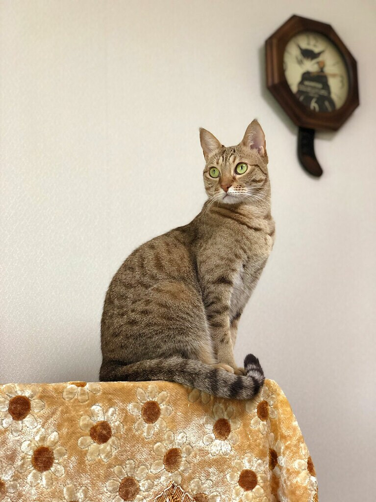 【グランプリNo.2】あいちゃん ♀ 9歳。実家の猫姉妹の妹です。ピアノの上から窓の外を眺めている瞬間が可愛く撮れました。