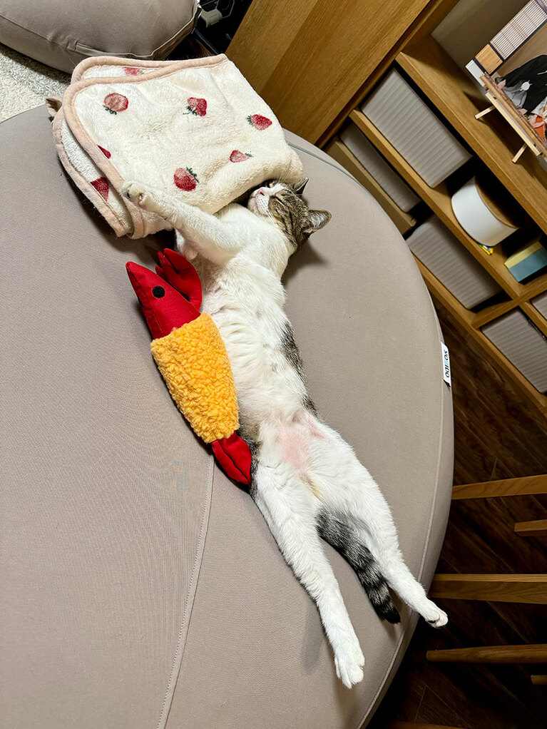 ヨナ ♀ 3歳。ビーズクッション(ヨギボー)が大好きで、一日の大半をその上ですよすよ寝て過ごしています。小さいお顔と長い手脚というスタイルの良さを見せつけながら寝ていることもしばしば（なぐもぐもぐさん）