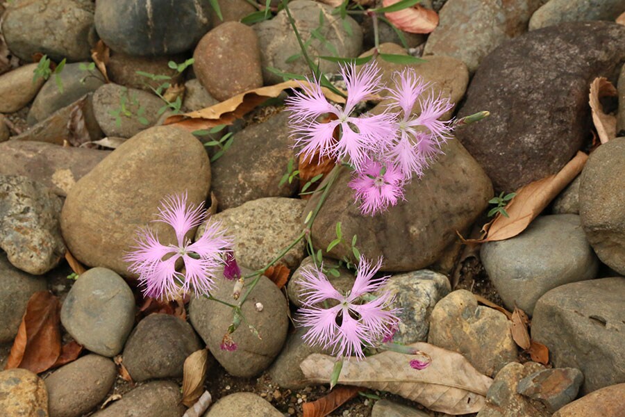 ナデシコ(撫子)：ナデシコ科ナデシコ属。古名は「常夏」。細い茎の先に可憐な花を咲かせ、花びらは細く裂け、白色や淡い紅色。写真提供／神代植物公園