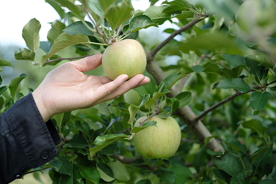 りんごの収穫はまだ少し先。でも小林シェフの目に留まったのは……？