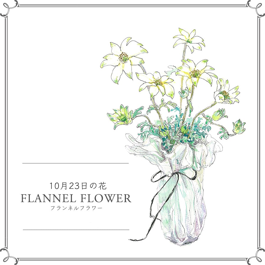 10月23日の花「フランネルフラワー」