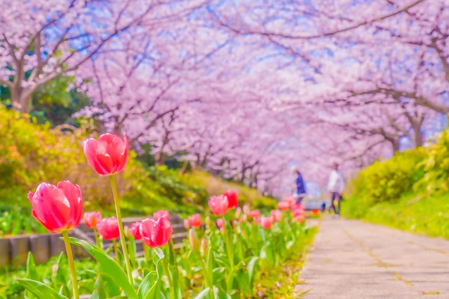 江川せせらぎ緑道の桜とチューリップ。写真：makoto.h/イメージマート