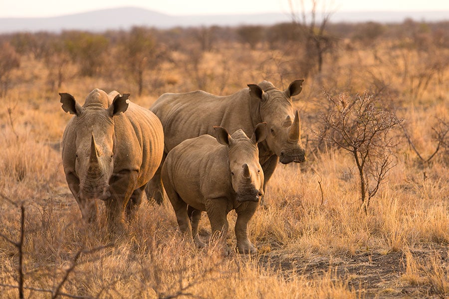 フルフルウェの動物保護区にはシロサイが生息している。©Rovos Rail Tours