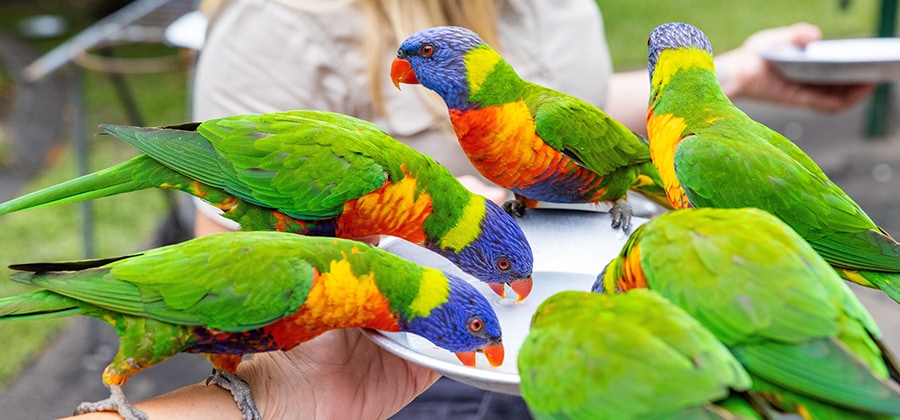 「カランビン・ワイルドライフ・サンクチュアリ」。photo:Tourism Australia