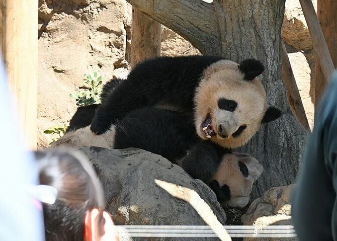 上野動物園で暮らす双子パンダが2歳で離ればなれに。シャオシャオのトレードマーク「緑のライン」は!?