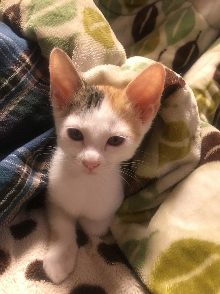 ココ ♀ 3歳。我が家に来て1カ月。こたつを体験して夢心地、でも遊んで‼と出てきたところです。