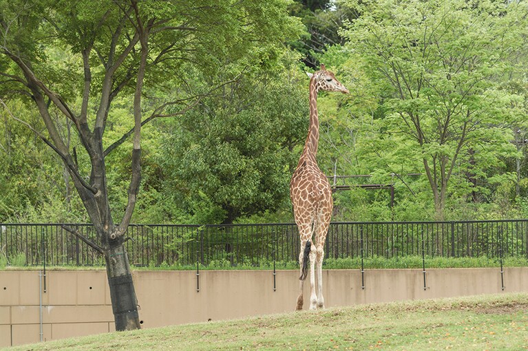 広大なサバンナの草原。キリンがのんびりと歩いています。キリンの首が長いのは高いところの葉を食べるためだけれど、身体の模様はなんでこのパターンなんだろう？