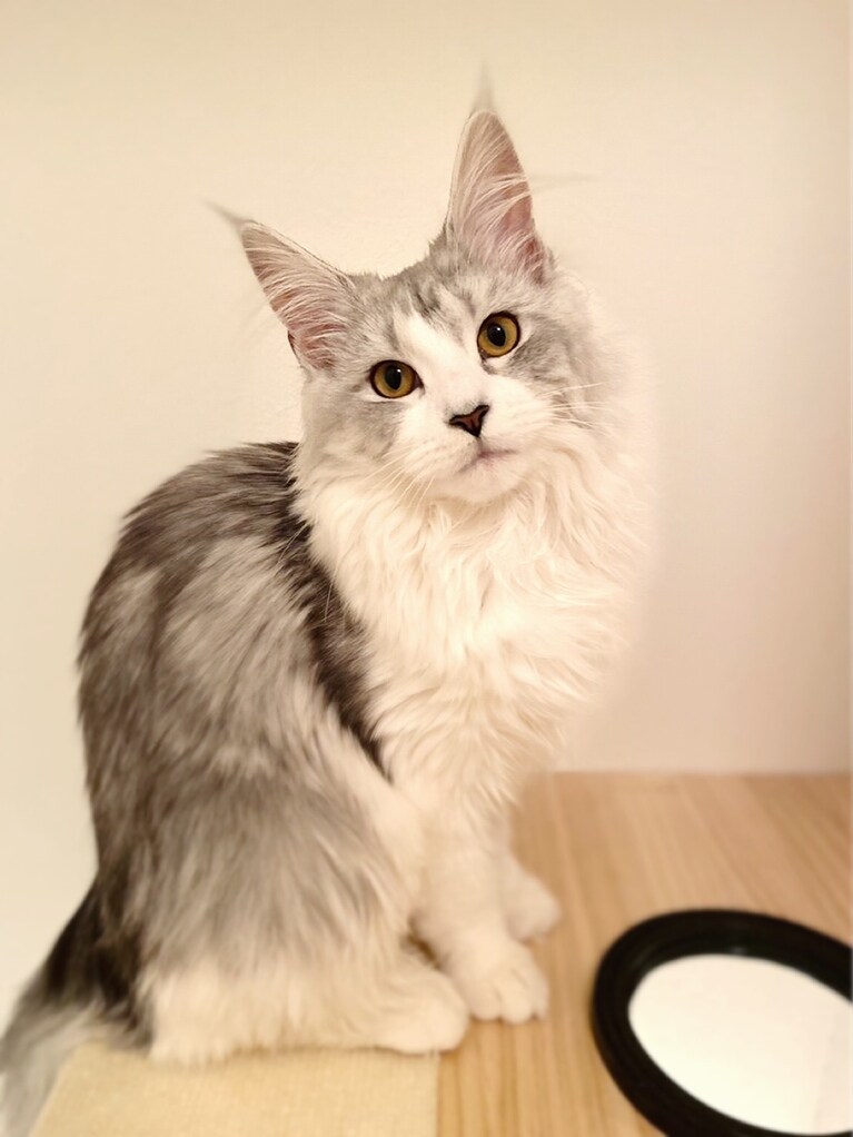 瑠可 ♀ 0歳。階段の吹き抜けに作ったこの見晴らし台がお気に入り。下を覗ける穴から顔を出して、いつも家族を見守ってくれるかわいい子です。