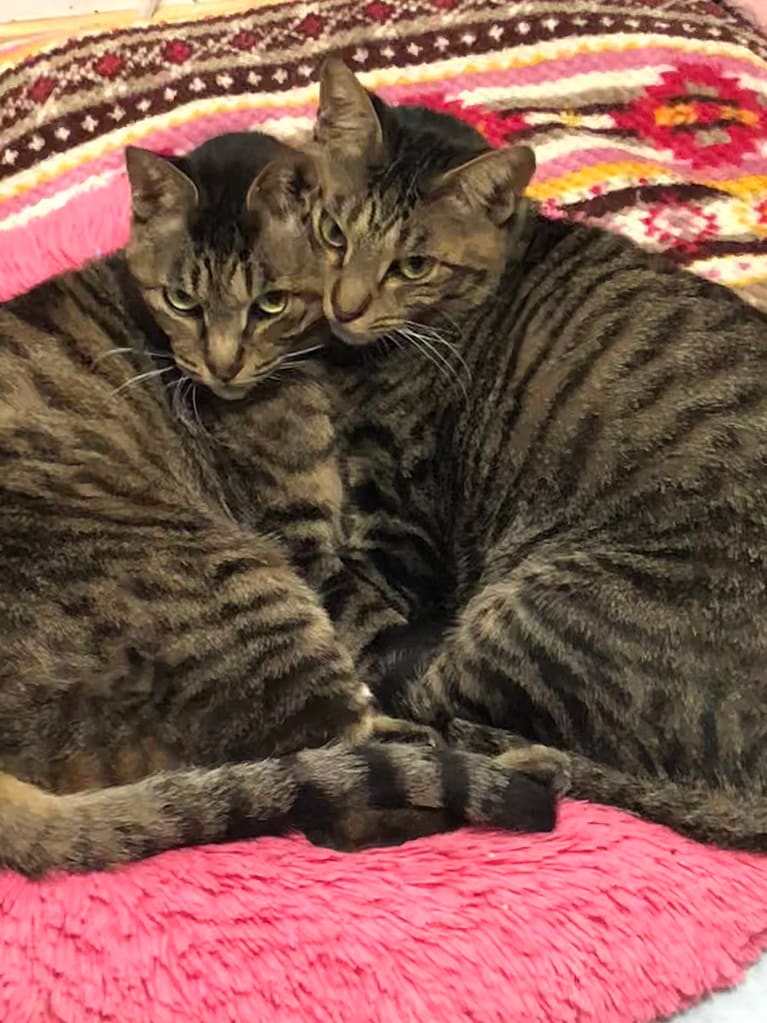 ステアとアイル ♀ 5歳。夕方帰宅したら仲良く2人でくっついてた姿が美しすぎてパチリしました！