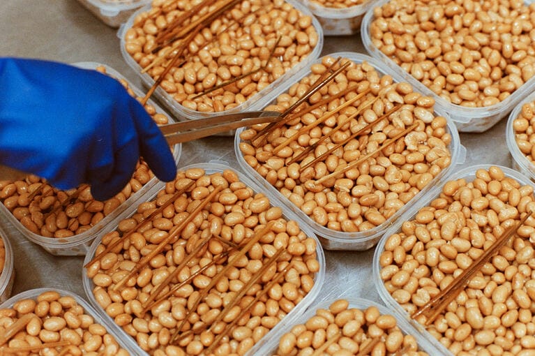 2023.6.1　大阪府「らくだ坂納豆工房」。10本ほどの稲わらだけで500gの納豆ができあがる（撮影：高重乃輔）。