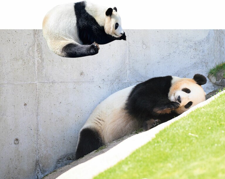 【結浜（ゆいひん）メス／7歳】