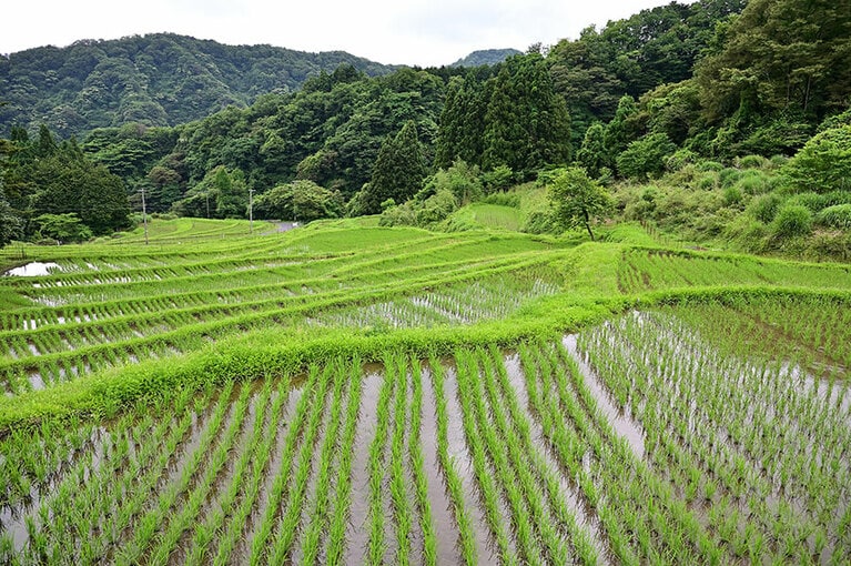 上世屋にある飯尾醸造の棚田。田植えから稲刈りまですべて手作業で行う。