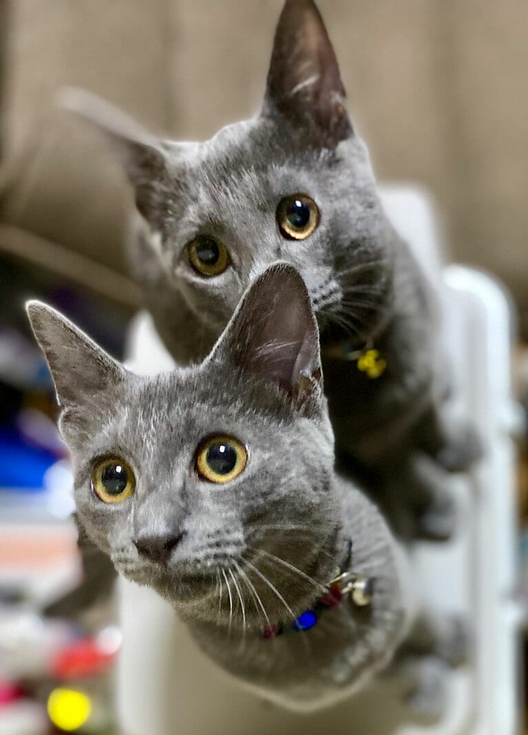 カイとグリ ♂ 1歳。