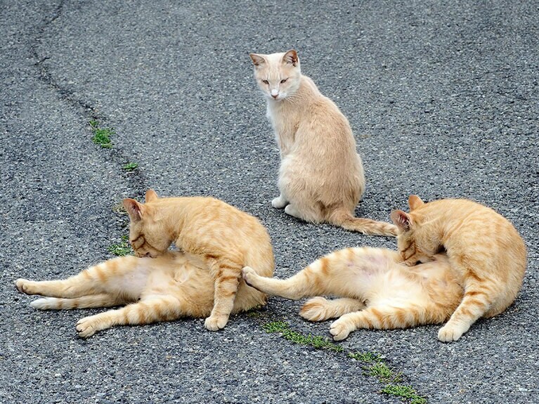 「フムフム……次の『ネコリンピック』から正式種目になる『シンクロニャイズド・グルーミング』の練習中みたいだニャ！ 目指せ！ 金メダルなのニャ♪」