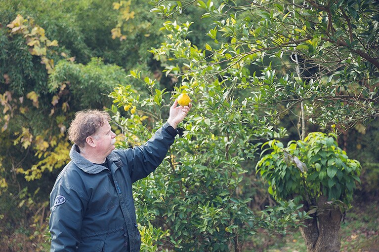 夏みかんを摘むベンさん。2千坪の敷地には柚子や山椒の木が実を結ぶ。