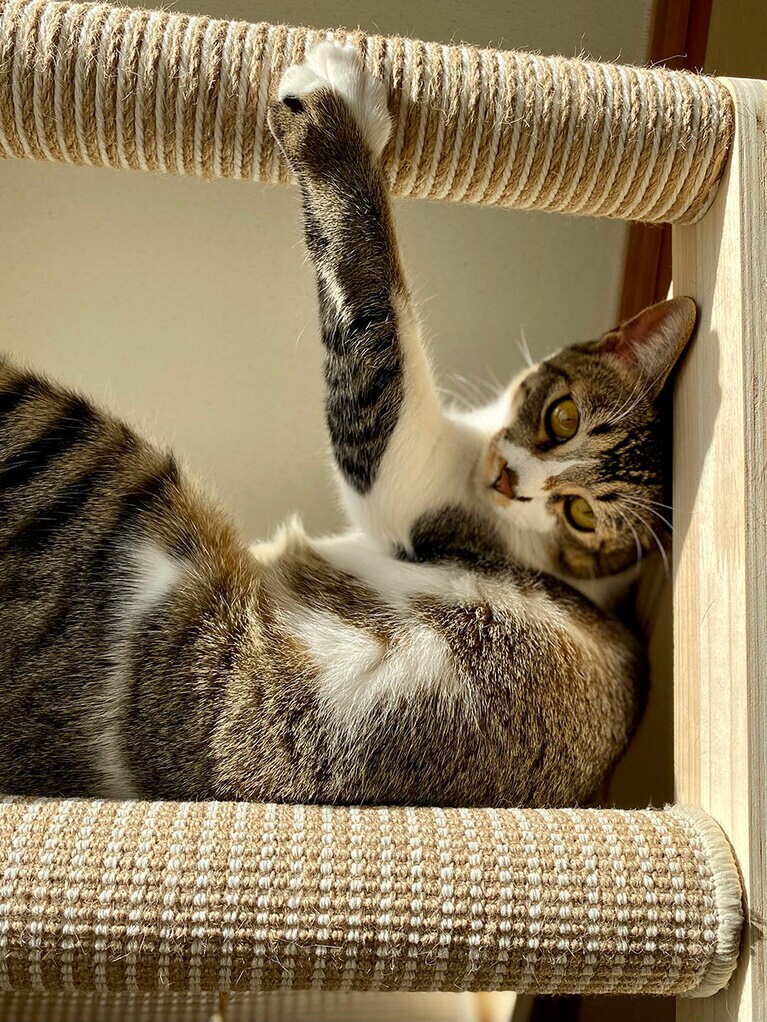 ダリ ♂ 1歳3カ月。最近お気に入りの場所です。キャットタワーのてっぺんでひなたぼっこ中（kazuminさん）