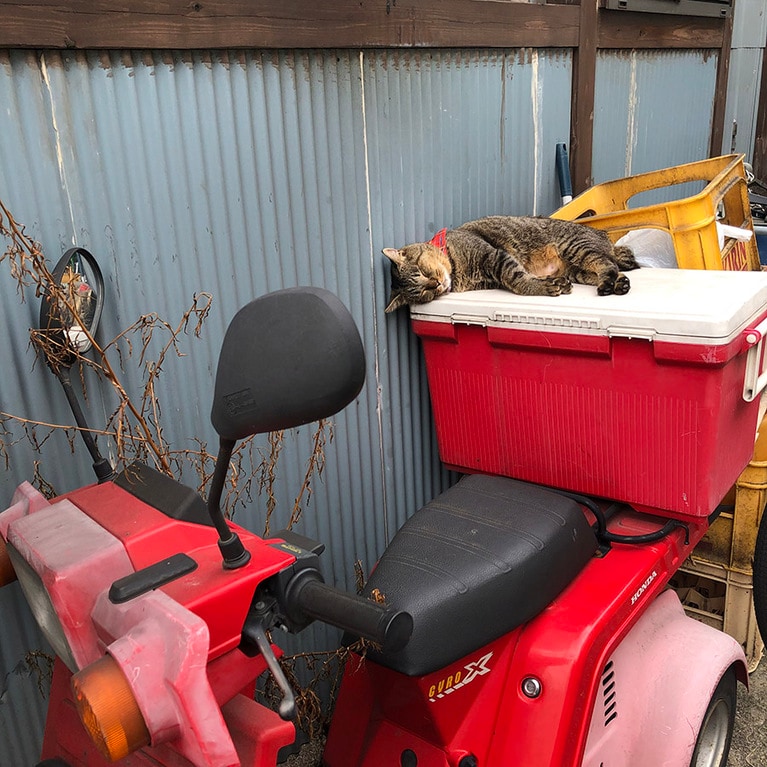 のら ♀ 8歳。路地裏、にゃんとも気持ちよさそうなお昼寝