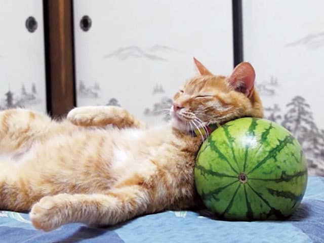 でっかいスイカを枕に安眠できるか? 驚きの睡眠に挑む猫をとらえた