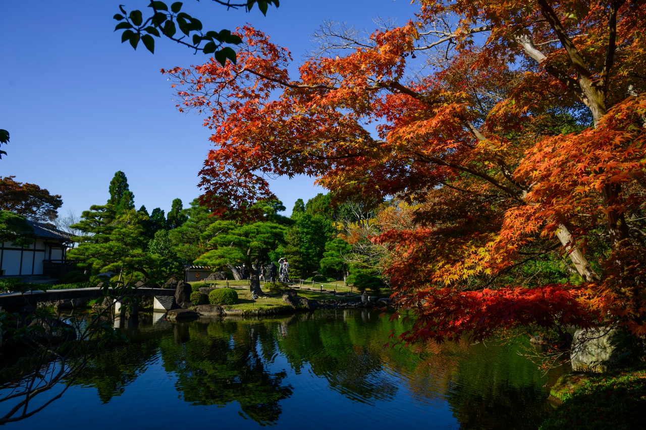 ライトアップされた紅葉と姫路城を望むことができる好古園の「紅葉会（もみじえ）」が、12月1日（日）まで開催されている。