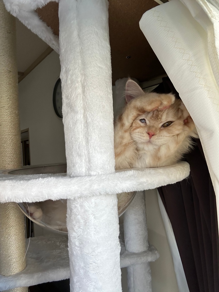 ぽろ ♂ 1歳。「1歳のお誕生日に買ってあげたキャットタワーにご機嫌で乗り、毛づくろいをはじめたので『可愛いーー♡♡』と連写しまくっていたら撮れてた写真がコレ……嘘やん。かわいい毛づくろいどこいったん……の瞬間でした（笑）」（飼い主さんより）。