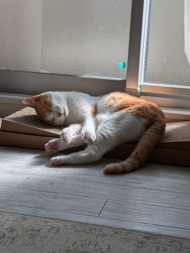 チャド ♂ 15歳。「よく喋ってよく寝る子！　誰にでも甘えてムードメーカー。喋りすぎてテレビの音が聞こえない（笑）」（飼い主さんより）。