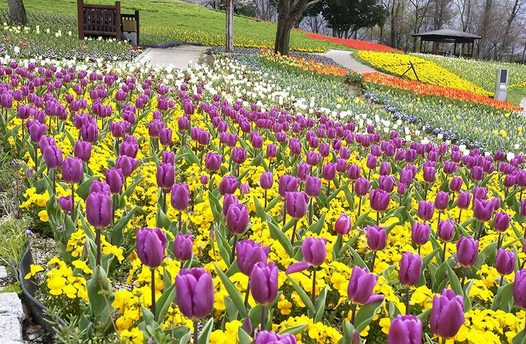国営讃岐まんのう公園／香川県