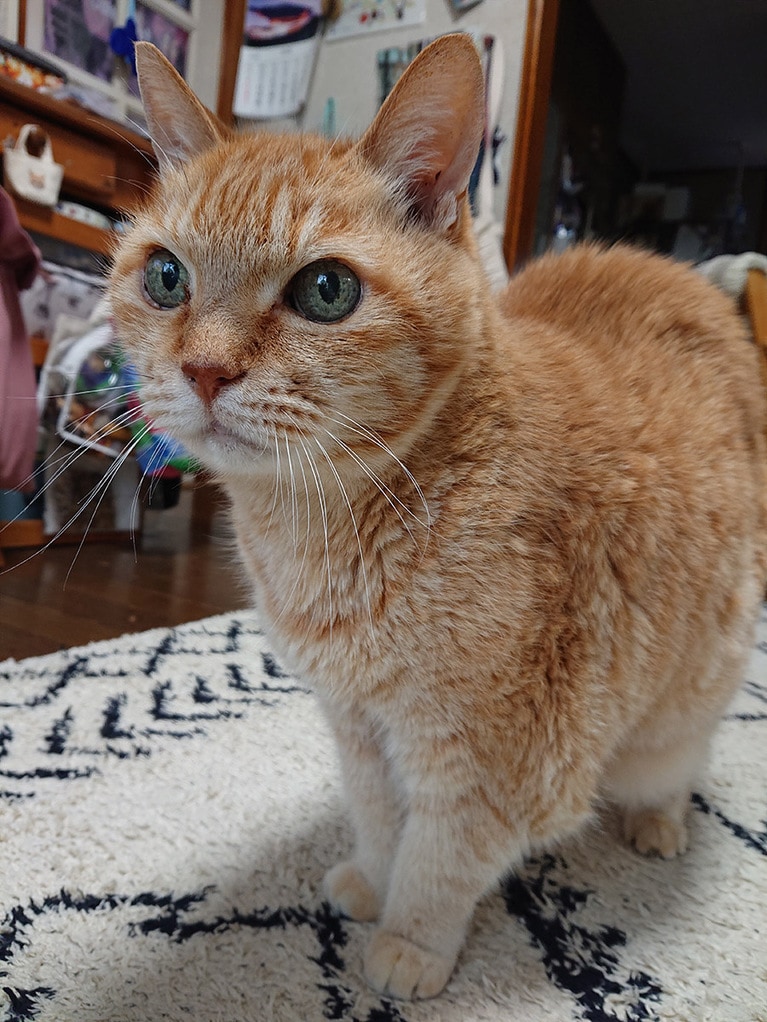 くぅ ♂ 18歳。おうち時間が増えて、宅配便が来ることも多くなり、「誰か来たぞ！」と外の気配に目を光らせている瞬間です。ベビーフェイスですがこう見えて18歳のおじいちゃんなんです。