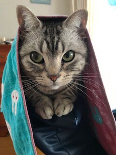 ぺー ♀ 8歳。ソファーの背とカバーの間に入り込んだときの表情です（JUNKOさん）