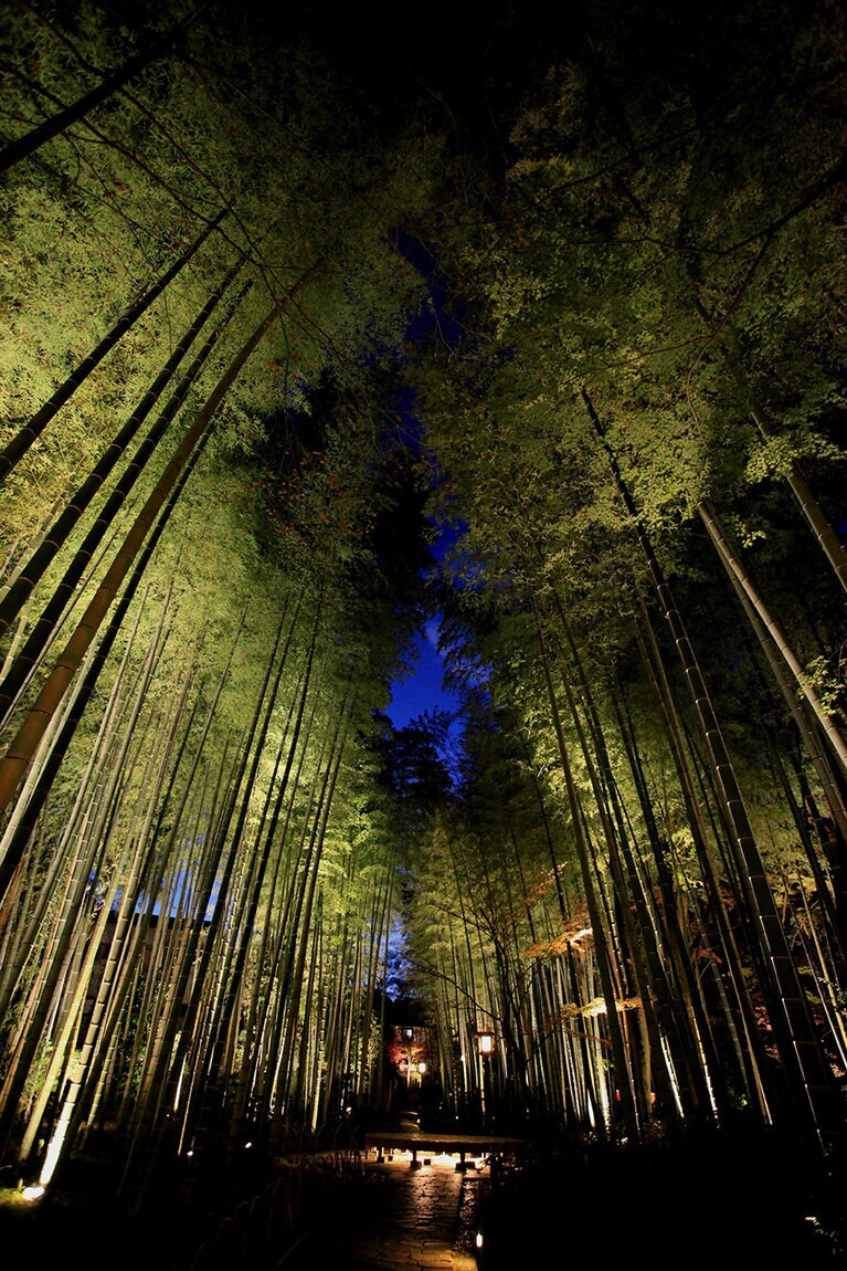 【静岡県】修善寺 竹林の小径。