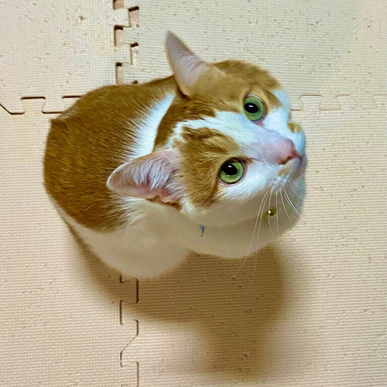 エル ♂ 8歳。「凛として美しい子です。大好きだよ」