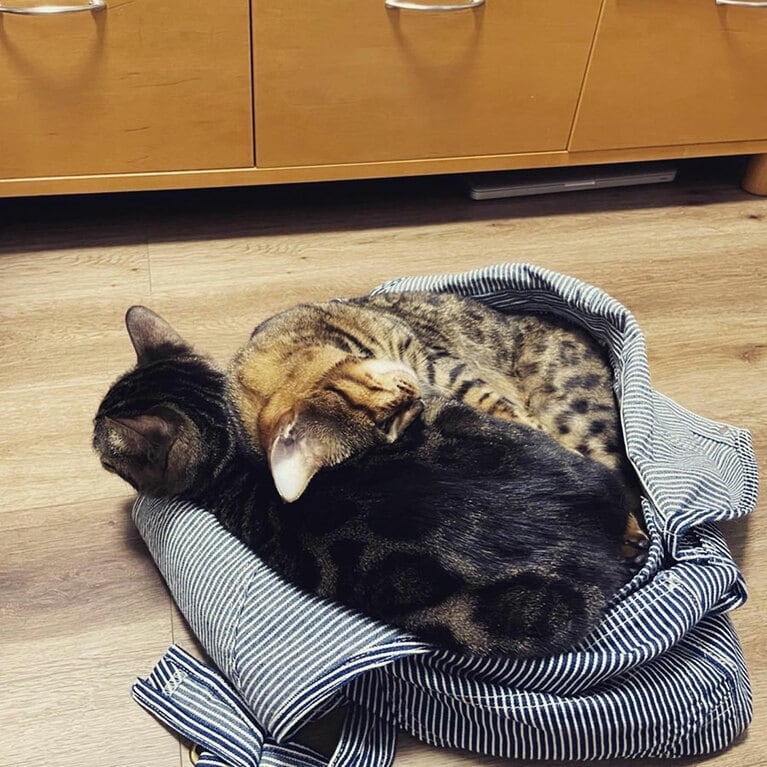 Chicchi ♀ 7歳 と Gaogao ♂ 7歳。