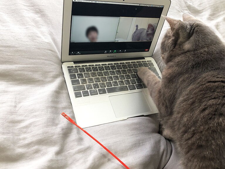 たくみに画面設定を変える愚猫。