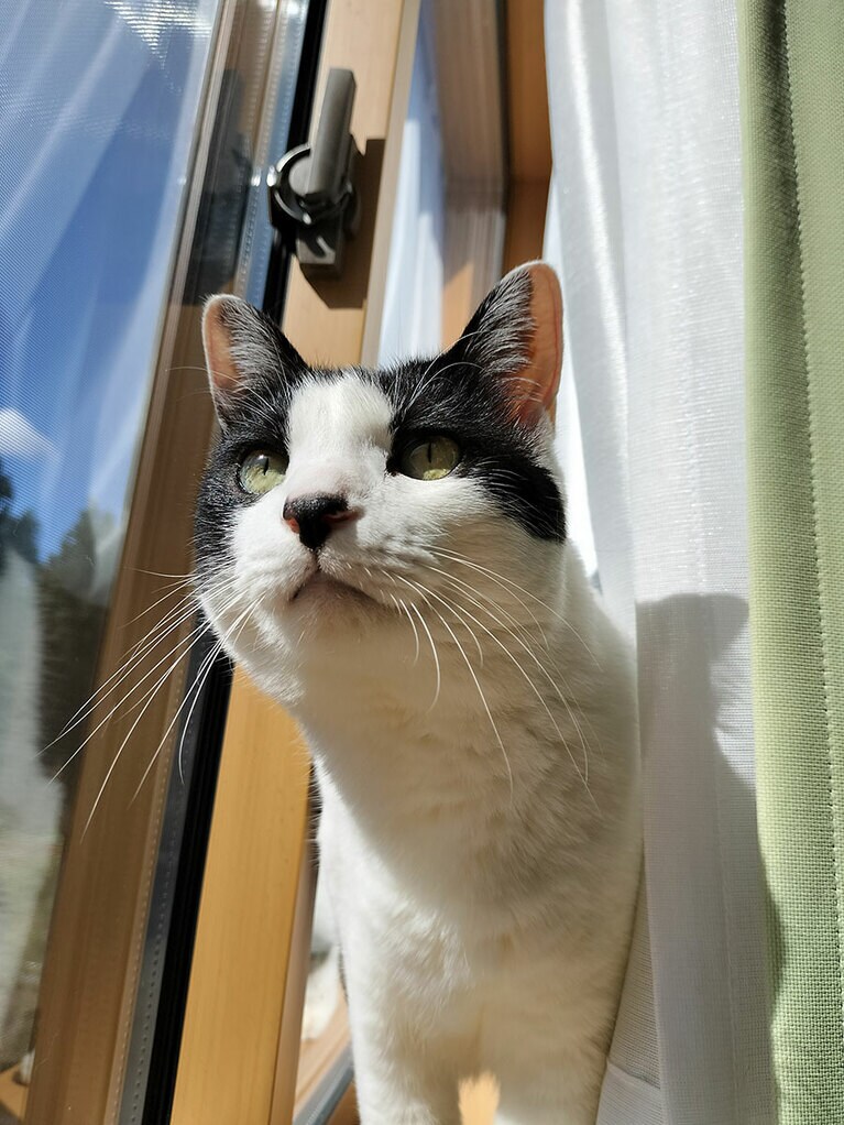 ごま ♀ 8歳。ポカポカ窓辺が大好き。