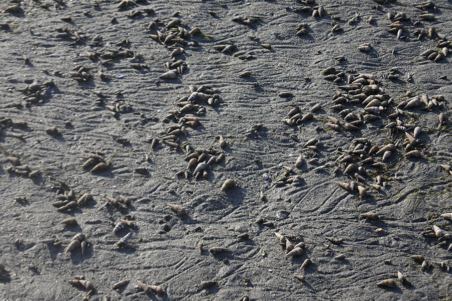 干潮時の弁天島の浜には無数の貝が。