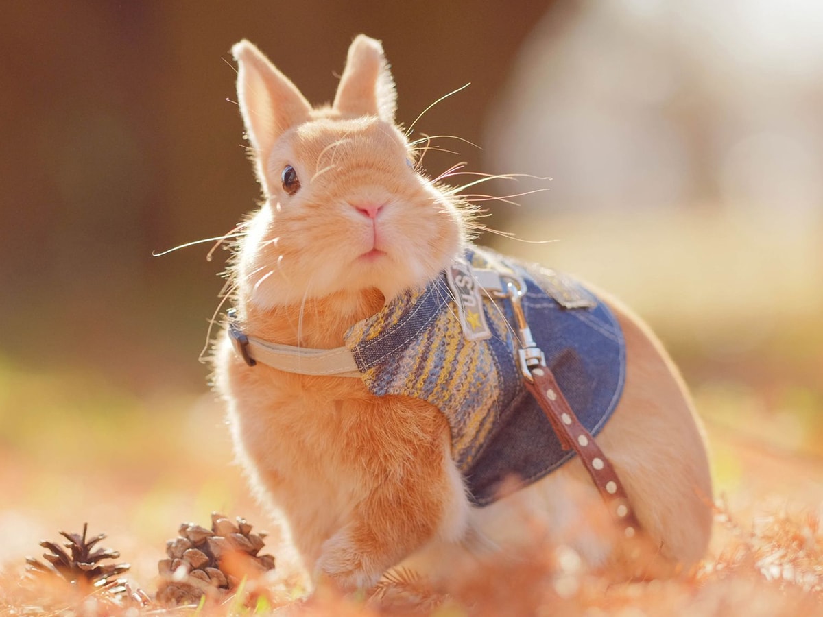 img_938a6f69f9708eb9d2952f81d4