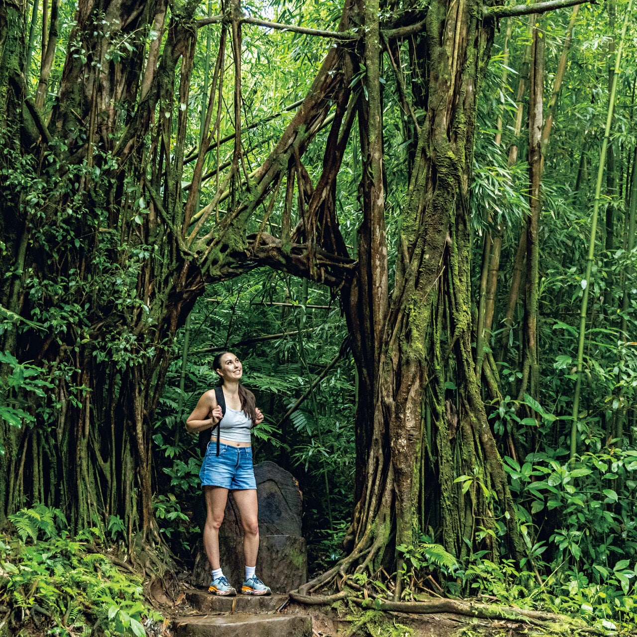 Manoa Falls Trail（マノア フォールズ トレイル）。メインランドからも旅行客が多数押し寄せる。