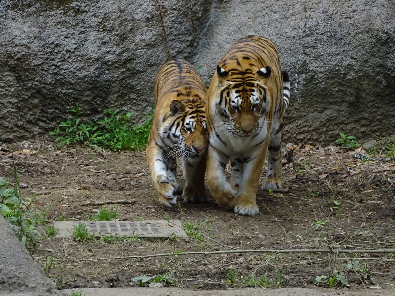 現在は「のんほいパーク」で暮らすアースとローラ。（2022年撮影）