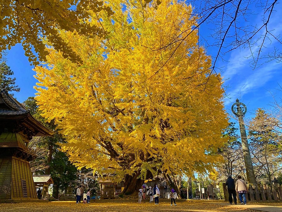 西蓮寺の大銀杏。