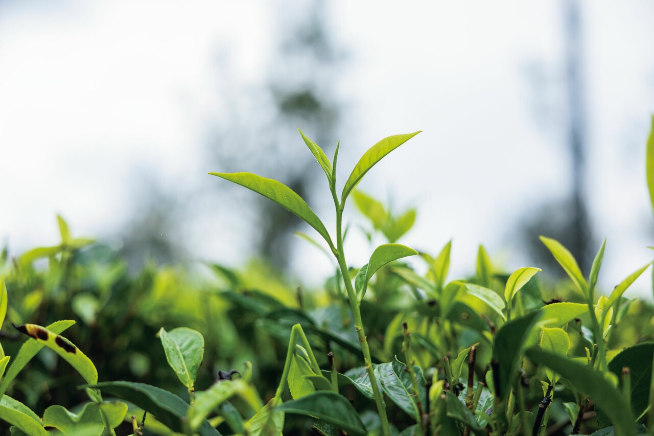 茶葉は、「一心二葉」といわれる一番上の新芽とその下の2枚の葉の部分のみ摘まれる。